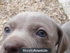 Cachorros de weimaraner - mejor precio | unprecio.es