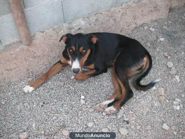 Leo, hermoso mix de podenco, INVISIBLE...