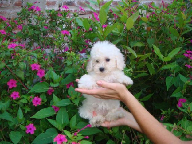 oportunidad cachorrito caniche toy autentico  criado en mallorca