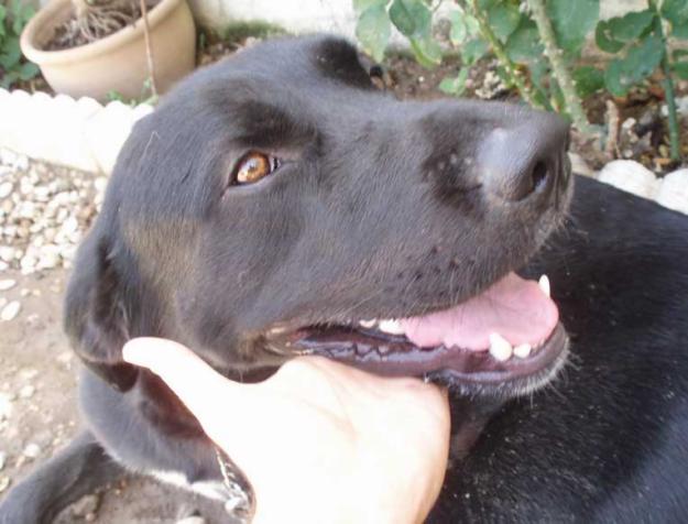 Precioso Labrador en Adopción!