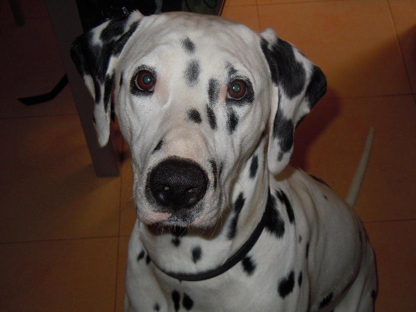 Se ofrece Dalmata macho de más 3 años para monta.