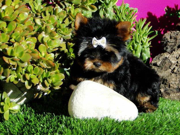 Yorkshire Terrier de alta calidad, garantias por escrito.