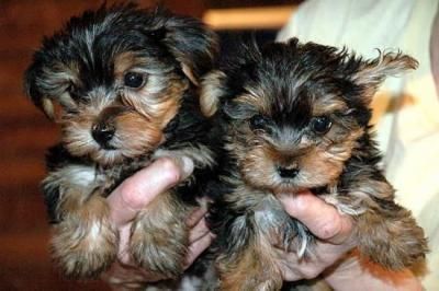 Yorkshire terrier de 