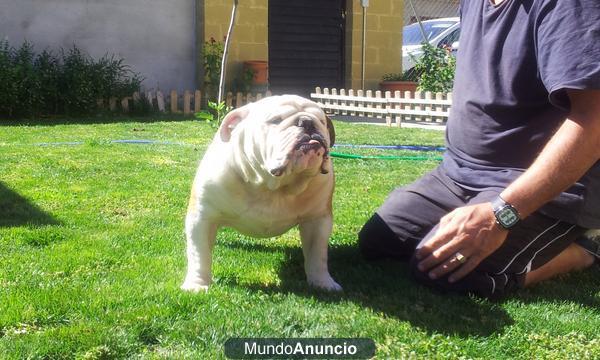 Criadero Adaja,somos criadores de BULLDOG INGLES comprar un cachorros de esta raza no es cmprar cualquier cachorros ven