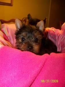 dulces cachorros yorkie