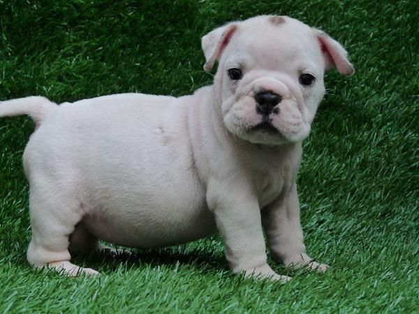 Hola, tenemos dos cachorros de Bulldog Inglés