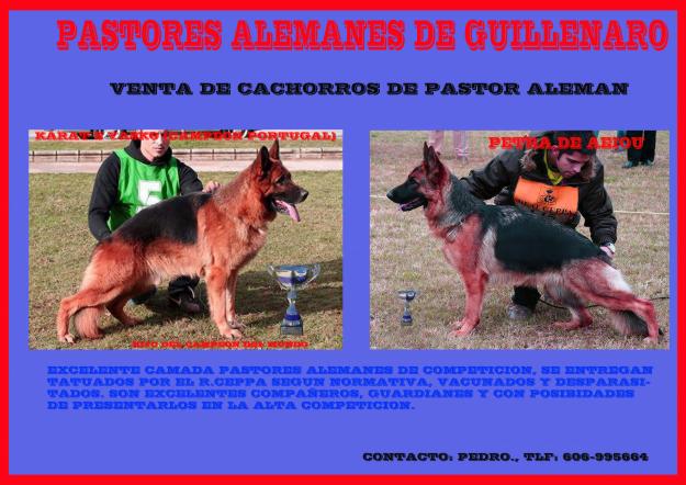 PASTOR ALEMAN (VENTA DE CACHORROS DE EXPOSICION)