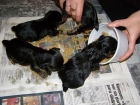 Preciosos cachorros de Yorkshire Terrier - mejor precio | unprecio.es