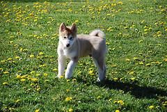 SE VENDE CACHORRO  ALASKA  MALAMUTE