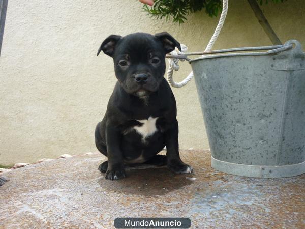 Staffordshire bull terrier, excelente linea, posibilidad de ver a los cachorros y a los padres. www.doogs.es