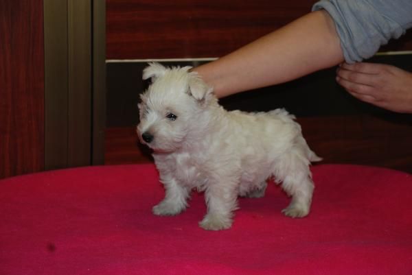 WEST HIGHLAND WHITE TERRIER