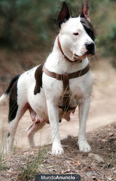 Cachorros American Stafford