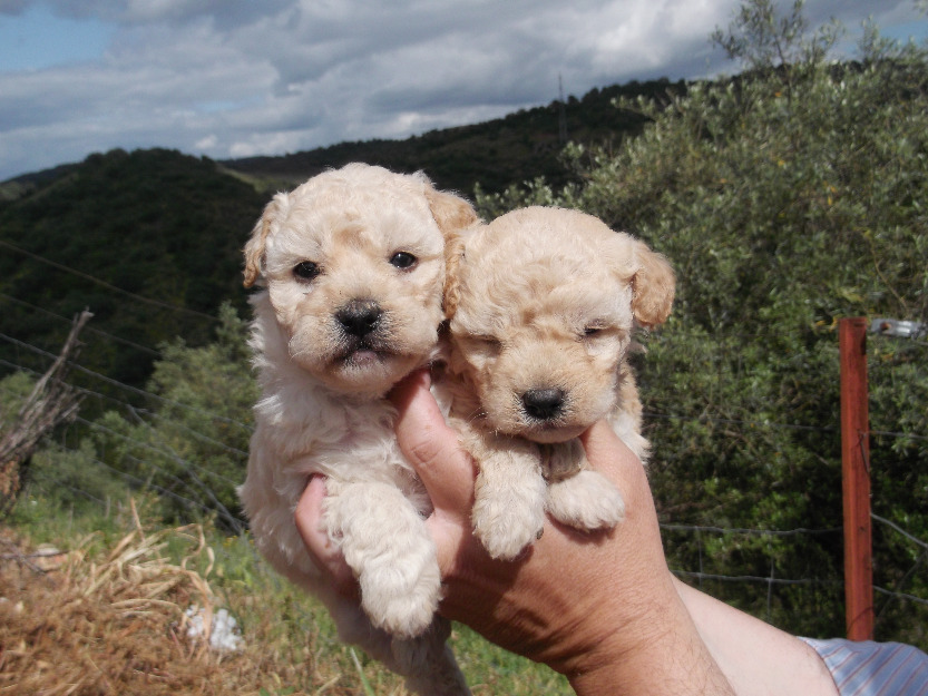 Cachorros caniche enano con pedigree