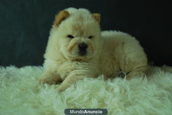 Cachorros de chow chow en venta, TODOS LOS COLORES, posivilidad de verlos