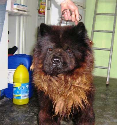 CHOW-CHOW EN ADOPCIÓN URGENTÍSIMA EN PERRERA DE VALENCIA!