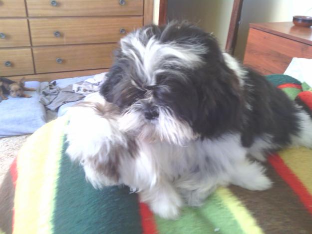 Dispongo de pareja de shih-tzu economica