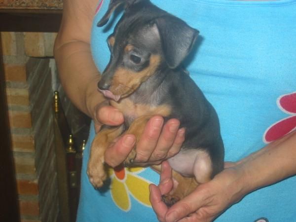 Pincher enano,cachorro macho,pedigree 250 Eur.