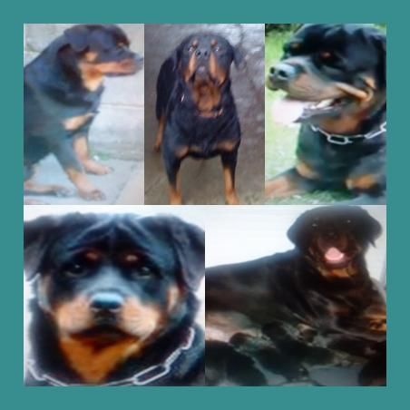 ULTIMA OFERTA DE ROTTWEILER SOLO 2 DISPONIBLES