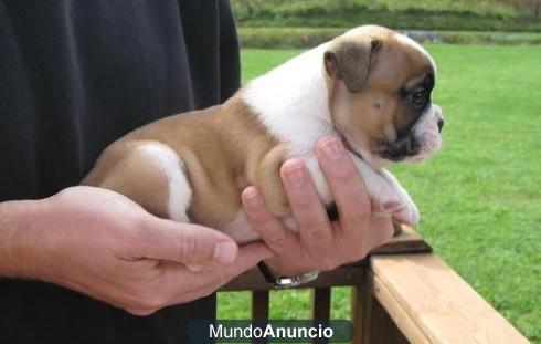 Bulldog inglés cachorros para casas enca