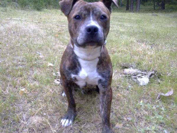 Busco hembra de Staffordshire Bull Terrier