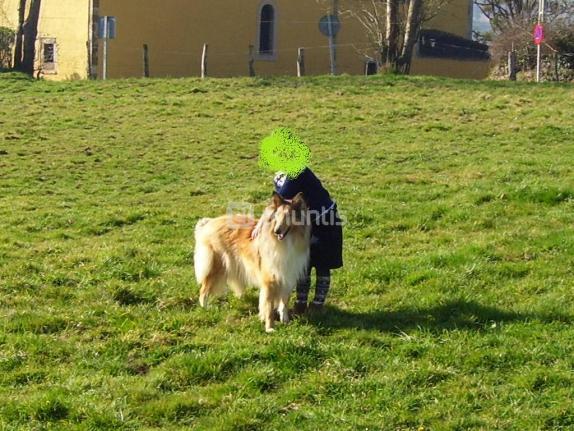 busco un macho rought collie para tener descendencia