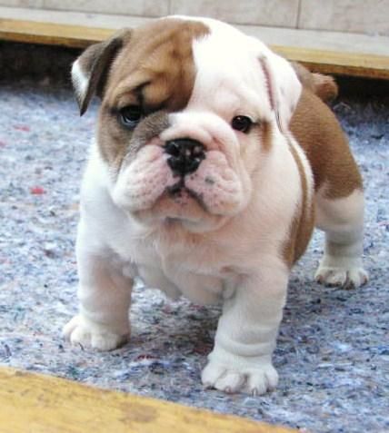 Cachorros de bulldog inglés para navidad