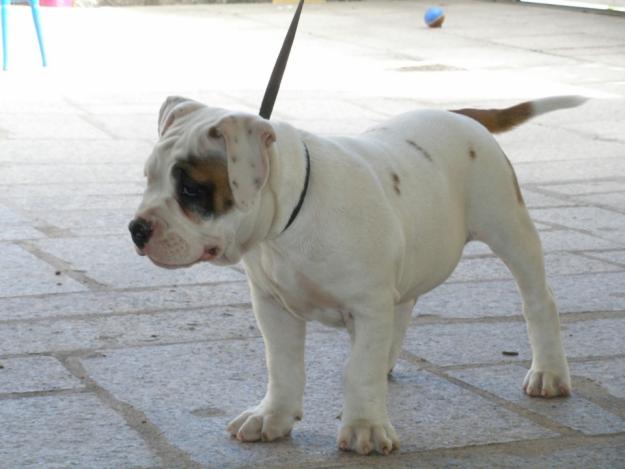 cahorra bulldog americano