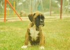 Camada de boxer: cachorros Nacionales, preciosos; - mejor precio | unprecio.es