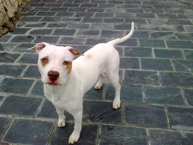 macho para monta, raza american pitt bull terrier ,clase red nose