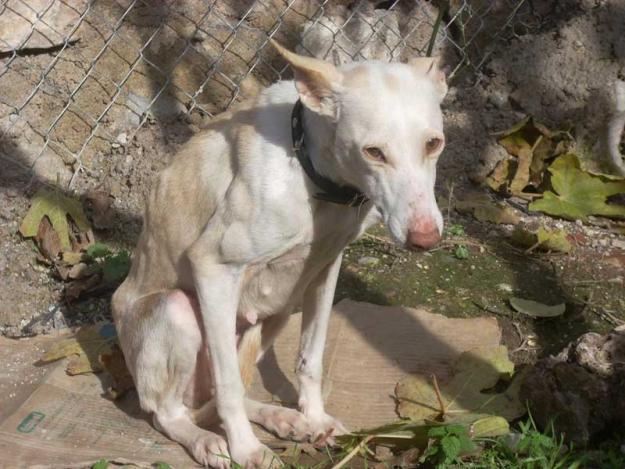 Pequeña podenca Tani, esperaba su muerte debajo de un olivo. Alcaudete (Jaén)‏