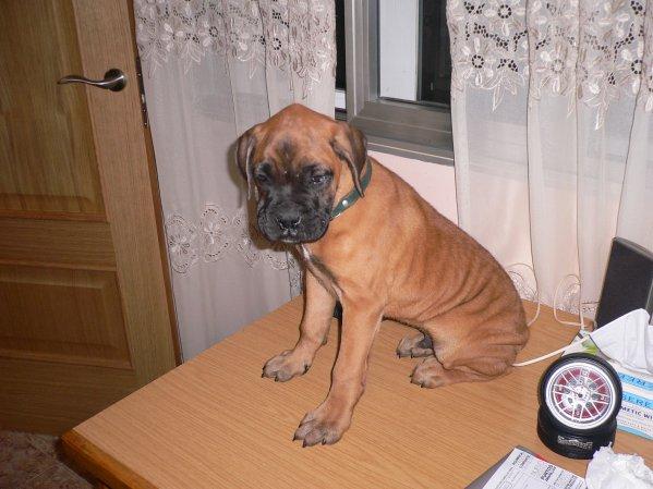 SE VENDE CACHORRO BOXER