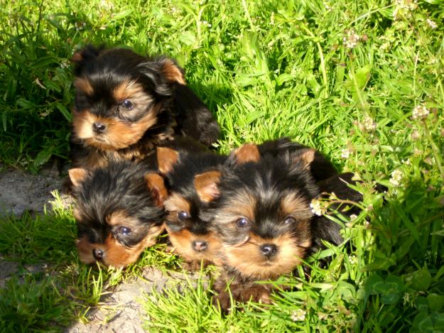 Se vende camada de Yorkshire Terrier