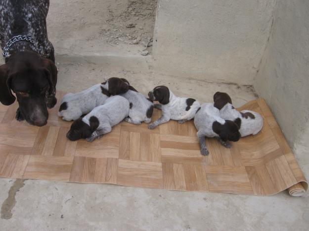 Se venden cachorros de Braco Aleman.