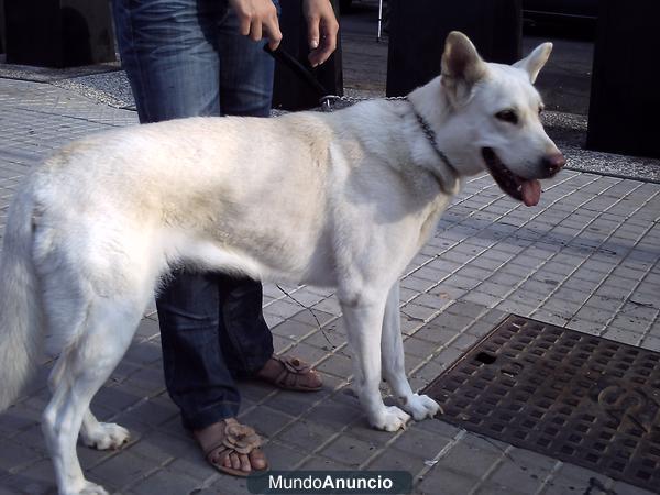 regalo perra cariñosa