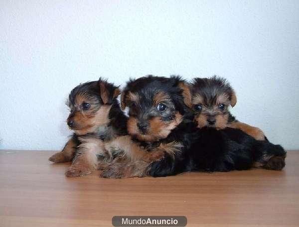 CACHORRETES DE YORKSHIRE TERRIER ENANO A 300 EUROS