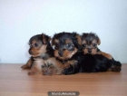 CACHORRETES DE YORKSHIRE TERRIER ENANO A 300 EUROS - mejor precio | unprecio.es