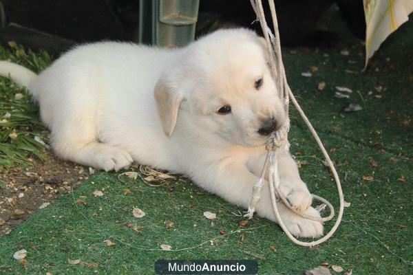 Cachorros de labrador