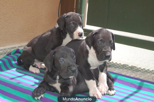 CACHORROS DOGO ALEMAN NEGROS