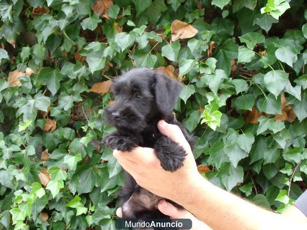 Cachorros Schnauzer Mini 390€