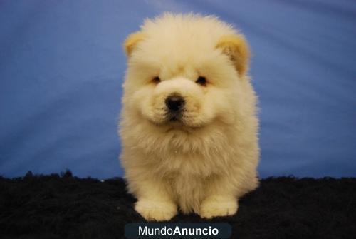 chow chow disponibles para entregarse