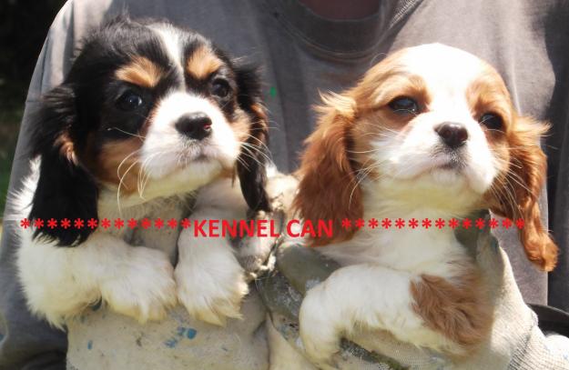 Fabulosos cachorros de cavalier