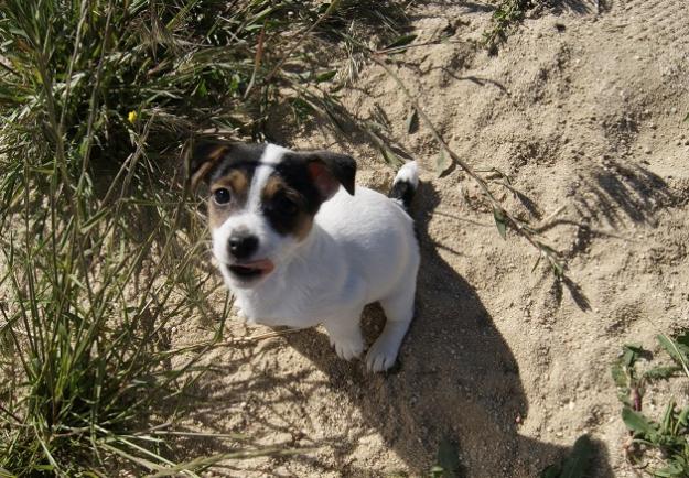 Jack Russell machos y hembras con pedigree