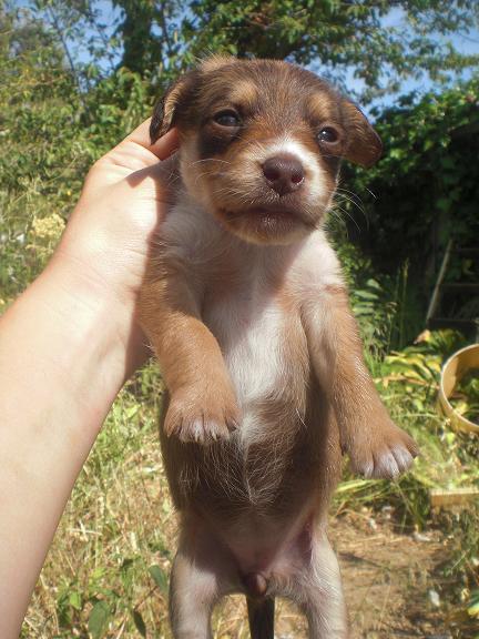 Luna, cachorrita busca una persona que la quiera