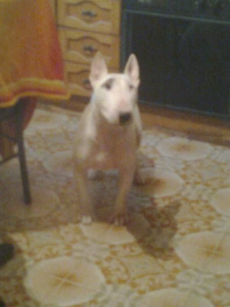 MACHO BULL TERRIER PARA MONTAS