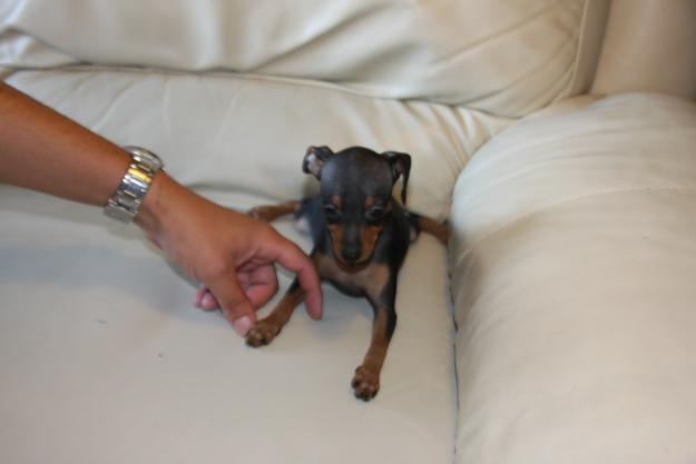 Pinscher Toy Malaga