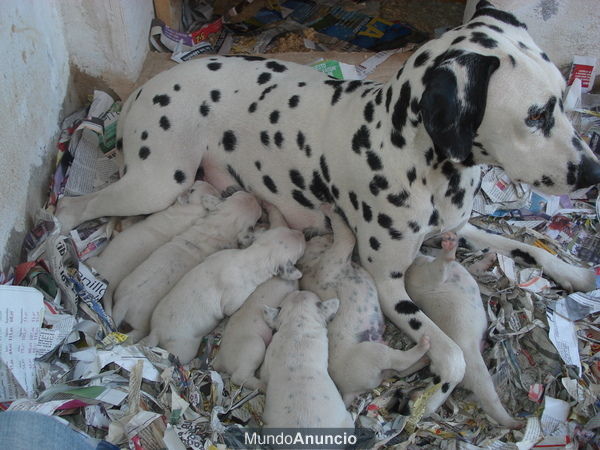 preciosos cachorros dalmata muy economicos