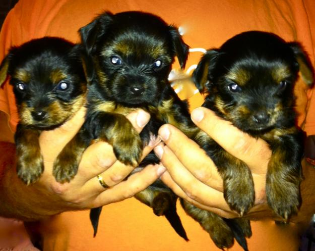 Se venden preciosos cachorros de Yorkshire Terrier