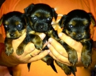 Se venden preciosos cachorros de Yorkshire Terrier - mejor precio | unprecio.es