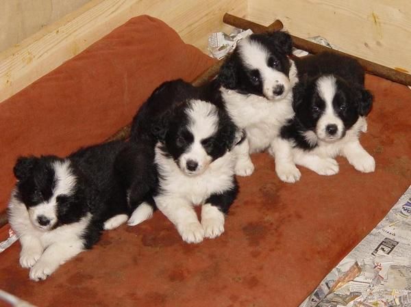 te lo llevamos a tu domicilio, border collie