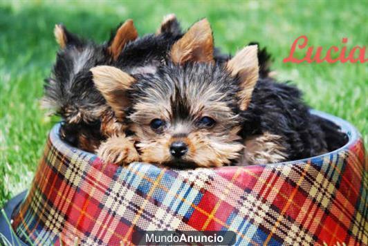 Yorkshire excelentes cachorros de pura raza